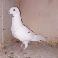 کبوتر پلاکی|پرنده|لیلان, |دیوار