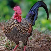کارآفرینی با مرغ و خروس وارداتی در خانه و باغ|حیوانات مزرعه|اصفهان, خواجو|دیوار