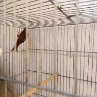 قناری سرخ سوخته  نر|پرنده|صدرا-فارس, فاز ۱|دیوار