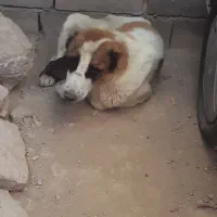 سگ ماده با توله