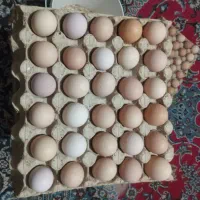 تخم مرغ رسمی