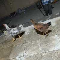 مرغ و خروس