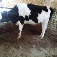 گوساله تلیسه گاو