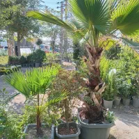 طبیعی جنگلی قورباغه ای راکتی نهال درخت گل و گیاه|گل و گیاه طبیعی|تهران, سید خندان (جلفا)|دیوار