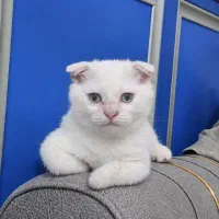 گربه اصیل وزیبا