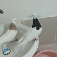 کفتر طوقی  ۱۶۰۰|پرنده|ساری, |دیوار