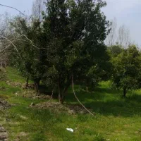 فروش باغ مرکبات و کیوی