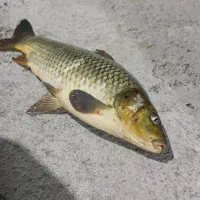 ماهی های آراز تازه|ماهی|مرند, |دیوار