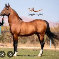 مادیان سواری دار کره سالار ۲