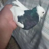 کبوتر  ماده صلوقی