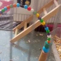 جفت عروس هلندی سخنگو