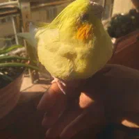 عروس هلندی لوتینو