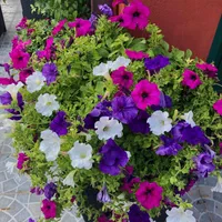 بذر/فضای سبز/سبزیجات/شهرداری/باغچه|گل و گیاه طبیعی|تهران, پونک|دیوار