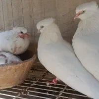 کبوتر