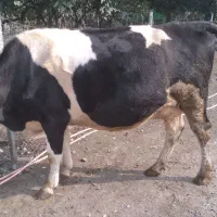 گاو سمینتال هرکول|حیوانات مزرعه|چوبر, |دیوار