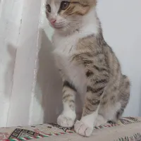 واگذاری گربه