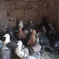 22 عدد کفتر پرشی|پرنده|تربت‌حیدریه, جانبازان|دیوار