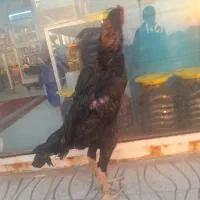 اوشامو مشکی