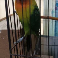 طوطی نر