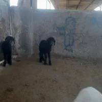 بره وبزغاله شیری|حیوانات مزرعه|تربت‌حیدریه, فردوسی جنوبی|دیوار