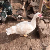 اردک|حیوانات مزرعه|لیسار, |دیوار