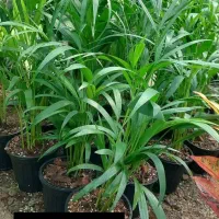 گل عمده و جزئی/گل طبیعی/گل های اپارتمانی و حیاطی|گل و گیاه طبیعی|صومعه‌سرا, |دیوار