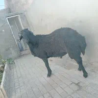 قوچ هترو دو دندان|حیوانات مزرعه|جغتای, |دیوار