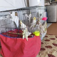 دو جفت طوطی عروس هلندی نر و ماده و یک عدد ماده تکی