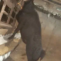 قوچ قزل افشار اصیل نژاد همو