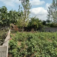 ۴۸۵ متر زمین مسکونی ( روستای توریستی  اولم)|فروش زمین و ملک کلنگی|شاندرمن, |دیوار