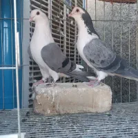 یک جفت کبوتر بدرنگ دمگیر اصیل اصفهان
