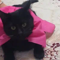 گربه|گربه|ارومیه, |دیوار