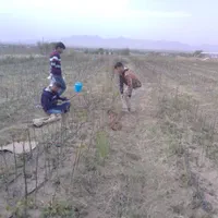 پیوندپسته.پیوندزن پسته.پیوند.پیوند زن|خدمات باغبانی و درختکاری|کرج, مهرویلا جنوبی|دیوار