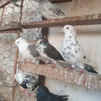 کفتر غریبگیری