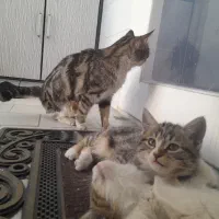 دو تا توله گربه با مادر|گربه|حمیدیا, |دیوار