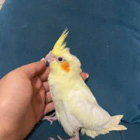 جوجه عروس هلندی لوتینو نرمخور نر زعفرانی