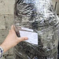 نهال انگور شرابی سردشت|گل و گیاه طبیعی|شیراز, جمال آباد|دیوار