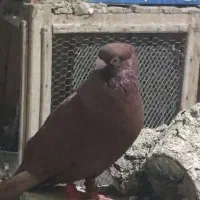 پرنده آبادانی زاغ و سبز و سرخ و قهوبی و زرد