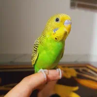 مرغ عشق دستی نر ۳ ماهه