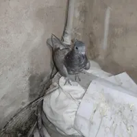 کفتر کبوتر جوجه کاکلی سرور و سینماش|پرنده|قم, هفت تیر|دیوار