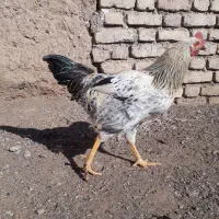 خروس محلی|حیوانات مزرعه|فردوس (خراسان), |دیوار