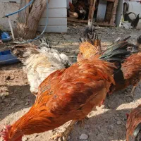 فروش مرغ وخروس گلپایگان|حیوانات مزرعه|پاکدشت, پاکدشت (مامازند)|دیوار