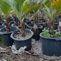 گلهایی زیبا برای فضا سازی حیاط|گل و گیاه طبیعی|چابکسر, |دیوار