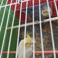 عروس باجوجه