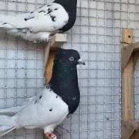 جفت کله سیاه