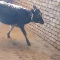 گوساله