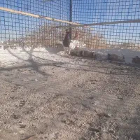 یه جفت قارا سیاه نرماده‌|پرنده|تاکستان, |دیوار