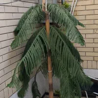 کاج مطبق ۳متری شاداب|گل و گیاه طبیعی|شیراز, کوشک میدان|دیوار