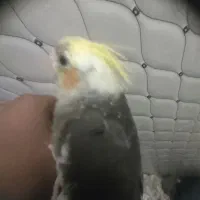 عروس هلندی دونه خور