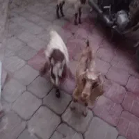 پاکستانی خوشگل زیبا ودرجه یک